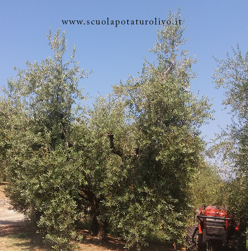 scuola potatura olivo